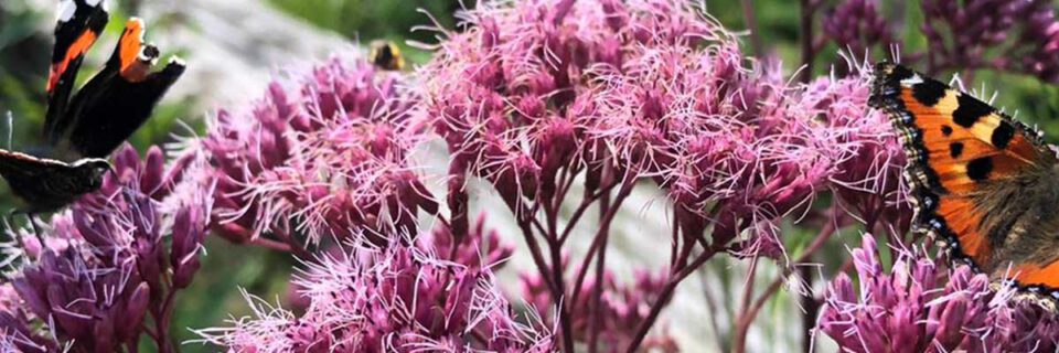 Groenst Inspiratie Erf